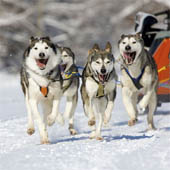 Международная гонка на собачьих упряжках - Trasa.ru