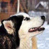 Гонки на собачьих упряжках - Trasa.ru