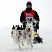 Собачьи упряжки - Trasa.ru