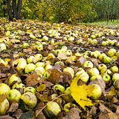 Яблоневый сад. Коломенское - Trasa.ru