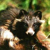 Фотографии республики Карелия - Trasa.ru