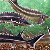 Путешествия по Астраханской области - Trasa.ru