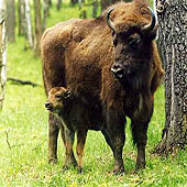 Фотографии Республики Адыгеи  - Trasa.ru