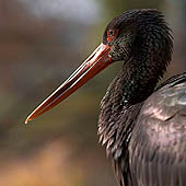 Фотографии Волгоградской области  - Trasa.ru