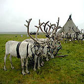 Фотографии Ненецкого АО - Trasa.ru