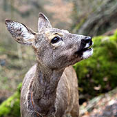 Фотографии Псковской области - Trasa.ru