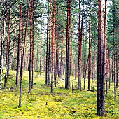 Путешествия по Псковской области - Trasa.ru