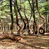 Путешествия по Калининградской области - Trasa.ru