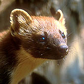 Фотографии республики Коми - Trasa.ru