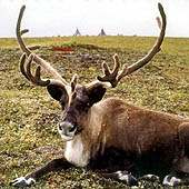 Фотографии Ямало-Ненецкого автономного округа - Trasa.ru