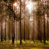 Курганская область - Trasa.ru