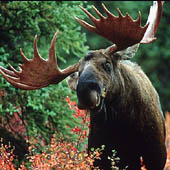 Фотографии Республики Марий Эл - Trasa.ru