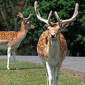 Путешествия по республике Мордовия - Trasa.ru