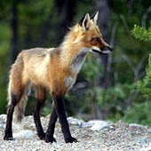 Путешествия по Удмуртской республике - Trasa.ru