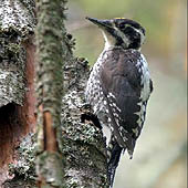 Фотографии Пензенской области - Trasa.ru