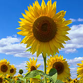 Фотографии Курской области - Trasa.ru