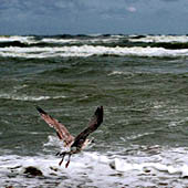 Trasa.Ru - Иногда птицы садятся на плот или лодку