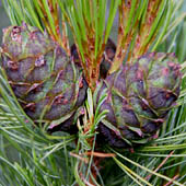 Trasa.Ru - Выживание в тайге