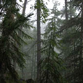 Trasa.Ru - Выживание в тайге