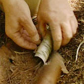 Trasa.Ru - Сверните в трубку бересту. Внутрь поместите сосновые иголки, тонкую бересту