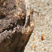 Trasa.Ru - Выберите камень: подойдет кремний, гранит, мрамор и другие твердые породы