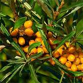 Облепиха. Питание в тайге. Выживание в экстремальных условиях - Trasa.Ru