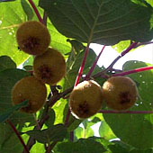 Актинидия аргута. Питание в тайге. Выживание в экстремальных условиях - Trasa.Ru