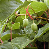 Актинидия коломикта. Питание в тайге. Выживание в экстремальных условиях - Trasa.Ru