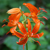 Саранка (лилия кудреватая). Питание в тайге. Выживание в экстремальных условиях - Trasa.Ru