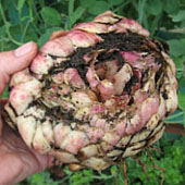 Луковица лилии. Питание в тайге. Выживание в экстремальных условиях - Trasa.Ru