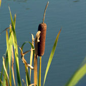 Рогоз. Питание в тайге. Выживание в экстремальных условиях - Trasa.Ru