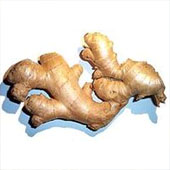 Корневище рогоза. Питание в тайге. Выживание в экстремальных условиях - Trasa.Ru