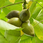 Маньчжурский орех. Питание в тайге. Выживание в экстремальных условиях - Trasa.Ru