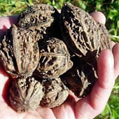 Орех без зеленой кожицы. Питание в тайге. Выживание в экстремальных условиях - Trasa.Ru