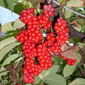 Лимонник китайский. Питание в тайге. Выживание в экстремальных условиях - Trasa.Ru