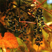 Виноград амурский. Питание в тайге. Выживание в экстремальных условиях - Trasa.Ru