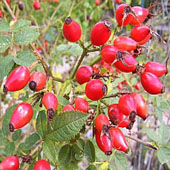 Шиповник. Питание в тайге. Выживание в экстремальных условиях - Trasa.Ru