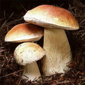 Белый гриб. Питание в тайге. Выживание в экстремальных условиях - Trasa.Ru