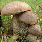 Подберезовик. Питание в тайге. Выживание в экстремальных условиях - Trasa.Ru