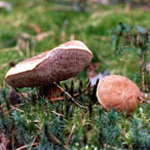 Ложный белый гриб или желчный. Питание в тайге. Выживание в экстремальных условиях - Trasa.Ru