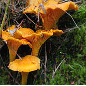 Лисички. Питание в тайге. Выживание в экстремальных условиях - Trasa.Ru