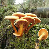 Ложные лисички. Питание в тайге. Выживание в экстремальных условиях - Trasa.Ru