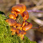 Ложные опята (кирпично-оранжевые). Питание в тайге. Выживание в экстремальных условиях - Trasa.Ru