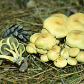 Ложные опята (серно-желтые). Питание в тайге. Выживание в экстремальных условиях - Trasa.Ru