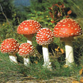 Мухоморы. Питание в тайге. Выживание в экстремальных условиях - Trasa.Ru